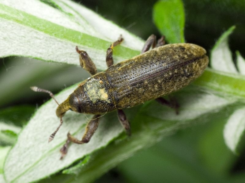Lixus (Dilixellus) bardanae (Fabricius, 1787)